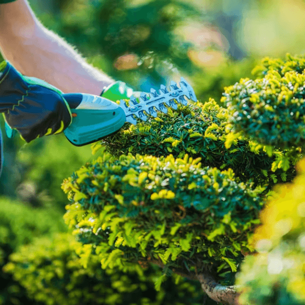 Professional Lawn Care and Maintenance